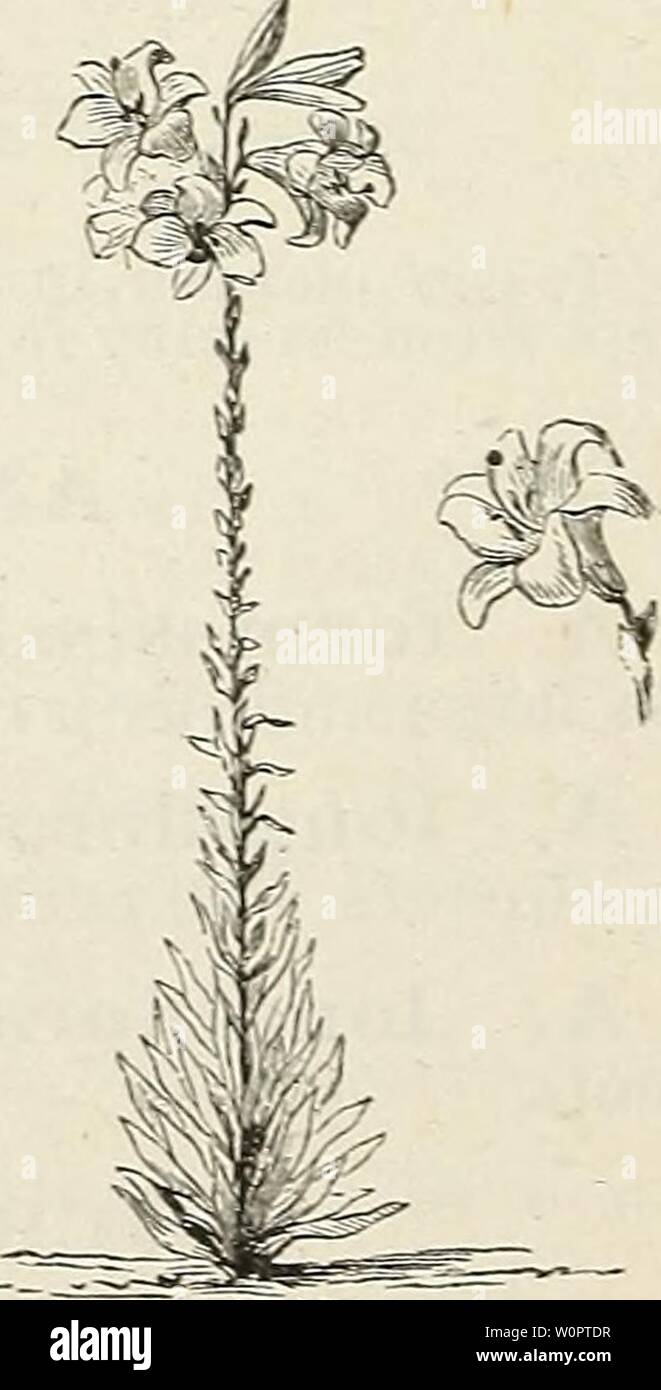 Archive image from page 133 of Descriptive catalogue of ornamental trees,. Descriptive catalogue of ornamental trees, shrubs, hardy perennial plants, etc. : twenty-fifth edition descriptivecatal1882ellw Year: 1882  126 ELLWAXGER & BARRY'S CATALOGUE. GLADIOLI. New and beautiful Hybrid Varieties. 30 cents each, S3 per dozen and upwards. Brenchleyensis. Rich scarlet. $1.00 per dozen. POLIANTHES TXJBEROSA. Double Tuberose. One of the choicest summer-flowering- bulbs. The flowers ai-e white, very fragrant and produced on spikes 2 to i feet hig-h ; indispensable for making- boquets. Plant about firs Stock Photo