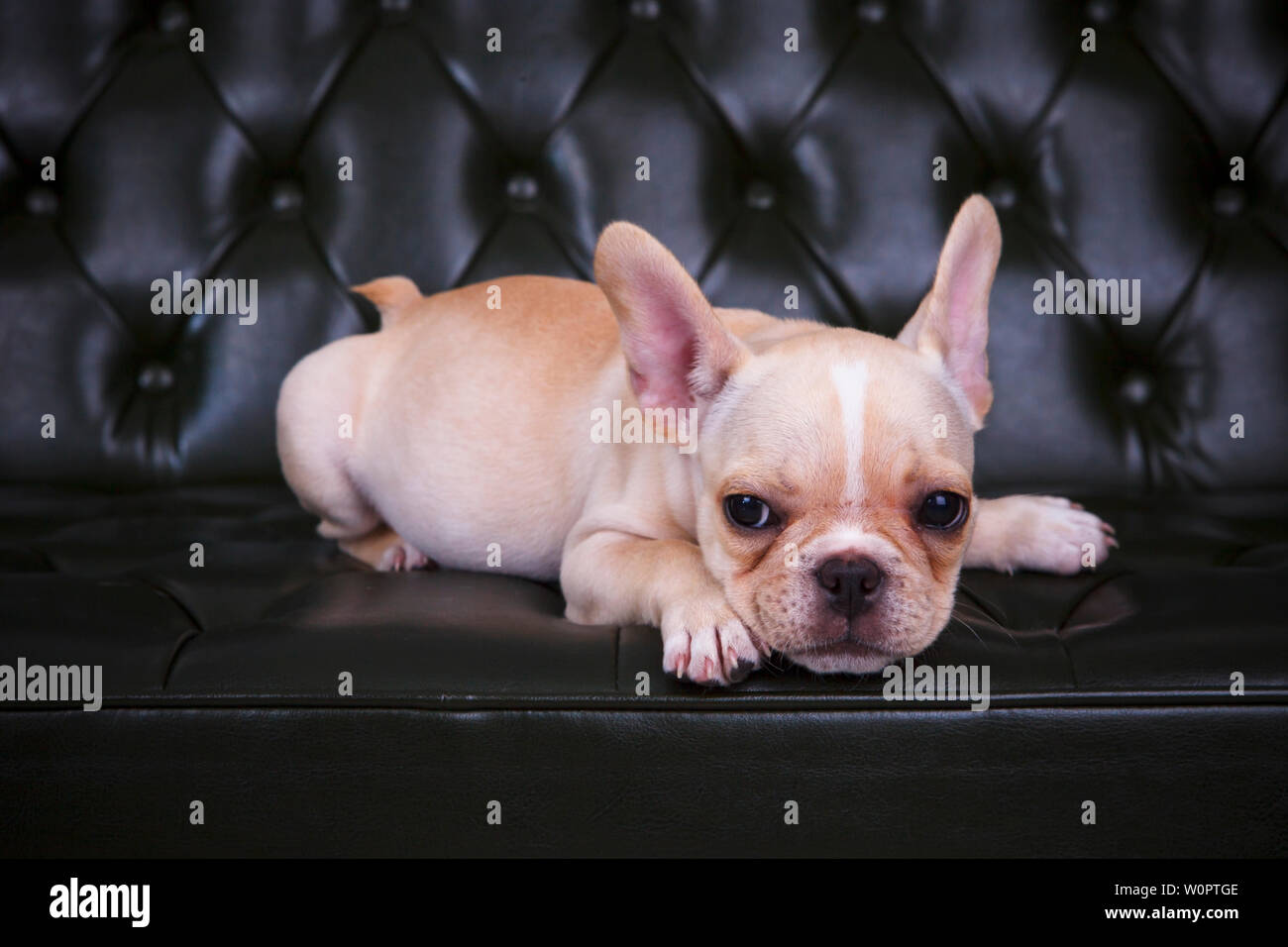 french bulldog lying on sofa bed Stock Photo