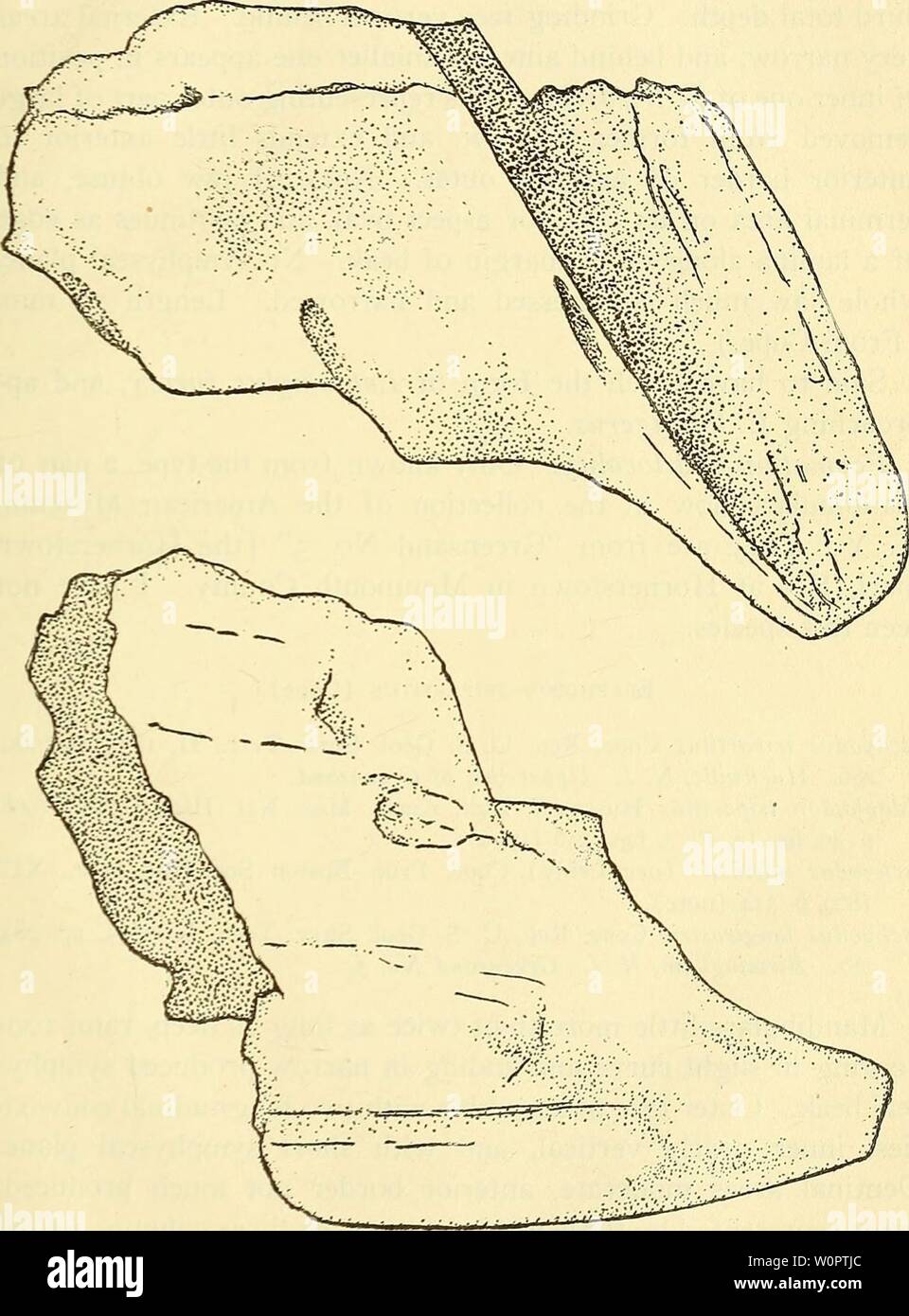 Archive image from page 136 of A description of the fossil. A description of the fossil fish remains of the Cretaceous, Eocene and Miocene formations of New Jersey descriptionoffos00fowl Year: 1911  HOLOCEPHAU. in Edaphodon stenobryus (Cope). Ischyodus stenobryus Cope, Rep. U. S. Geol. Surv. Terr., II, 1875, pp. 284, 285. Hornerstown, N. J., Greensand No. 5. Edaphodon stenobryus Hussakof, Bull. Amer. Mus. N. H., XXV, 1908, p. 39, PL 2, figs. 6-7 (types).    Fig 63.—Edaphodon stenobryus (Cope). (From Hussakof.) Stock Photo