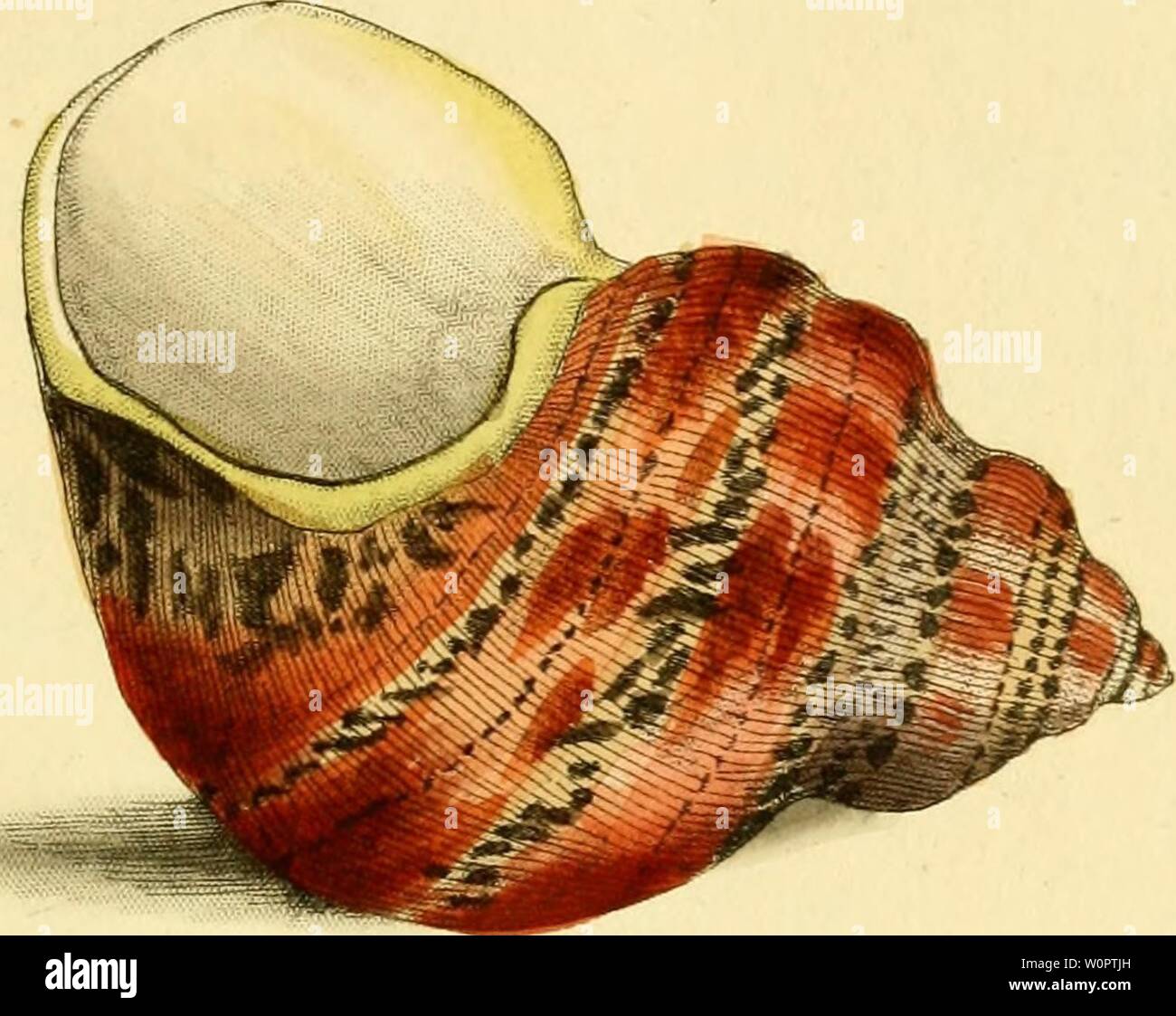 Archive image from page 136 of [Descriptions and illustrations of mollusks. [Descriptions and illustrations of mollusks : excerpted from The naturalist's miscellany descriptionsillu12shaw Year: 1800  3Jt). Stock Photo