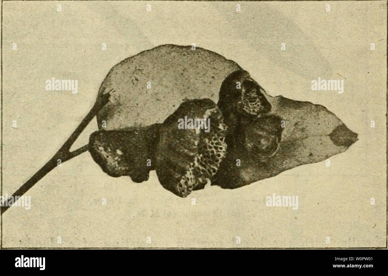 Archive image from page 141 of A descriptive catalogue of the. A descriptive catalogue of the scale insects ('Coccidae') of Australia descriptivecatal02frog Year: 1915 136 SCIENCE BULLETIN, No. 18. Apiomorpha pharetrata, Sclirader (Fig. 92). Brachyscelis pharetrata. Trans. Ent. .Soc. i'.<S.ir., vo'. i, p. 4, pi. i, figs, o, s, pi. ii, fig. 39. 1862. Verh. Z. B. Ges. Wien. p. iii. fig. 2. 1863. Signoret, Ann. Soc. Ent., France, vol. vi, p. 595. 1876. „ ' Ffoggatt, Proc. Linn. Soc. N.S.W., p. 370. 1892. „ „ Natural Science, vol. v, p. 111. 1894. Agric. Gazette N.S.W., vol. ix, p. 491. 1898 Stock Photo