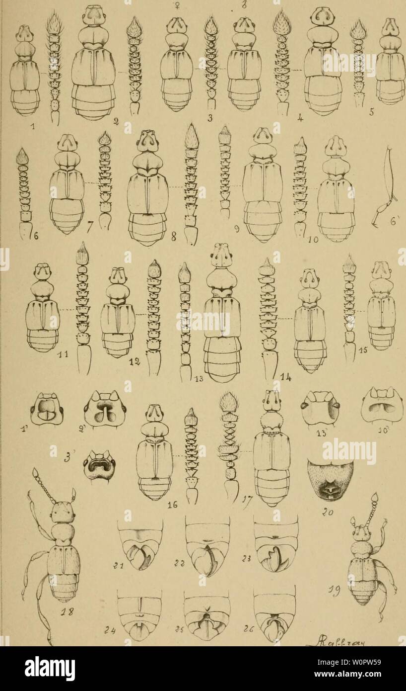 Archive image from page 144 of Descriptive catalogue of the coleoptera. Descriptive catalogue of the coleoptera of South Africa descriptivecatal34pr Year: 1897  PL :xVi    ii h  â -H 22 r ?i L- 1, 2Â£ C Stock Photo