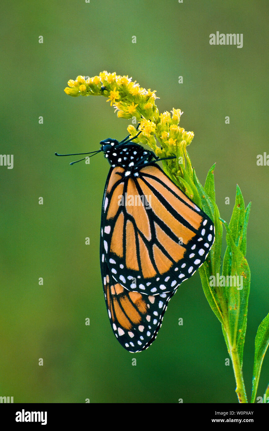Monarch butterfly (Danaus plexippus) on Goldenrod (Solidago canadensis) Stock Photo