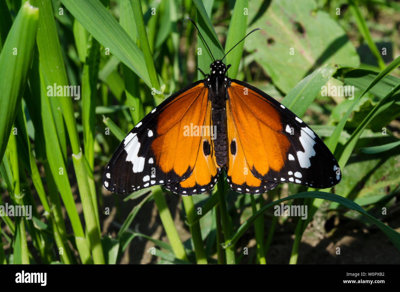 Closeup of a monarch butterfly sitting on a leaf with wings open Stock ...