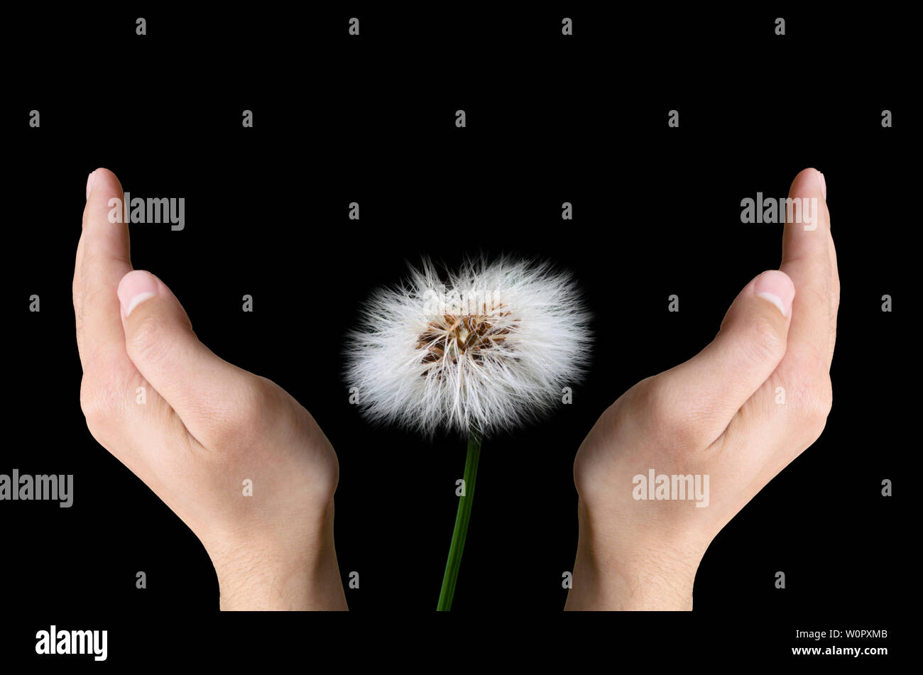 Hands protecting dandelion seed head isolated on black background Stock Photo
