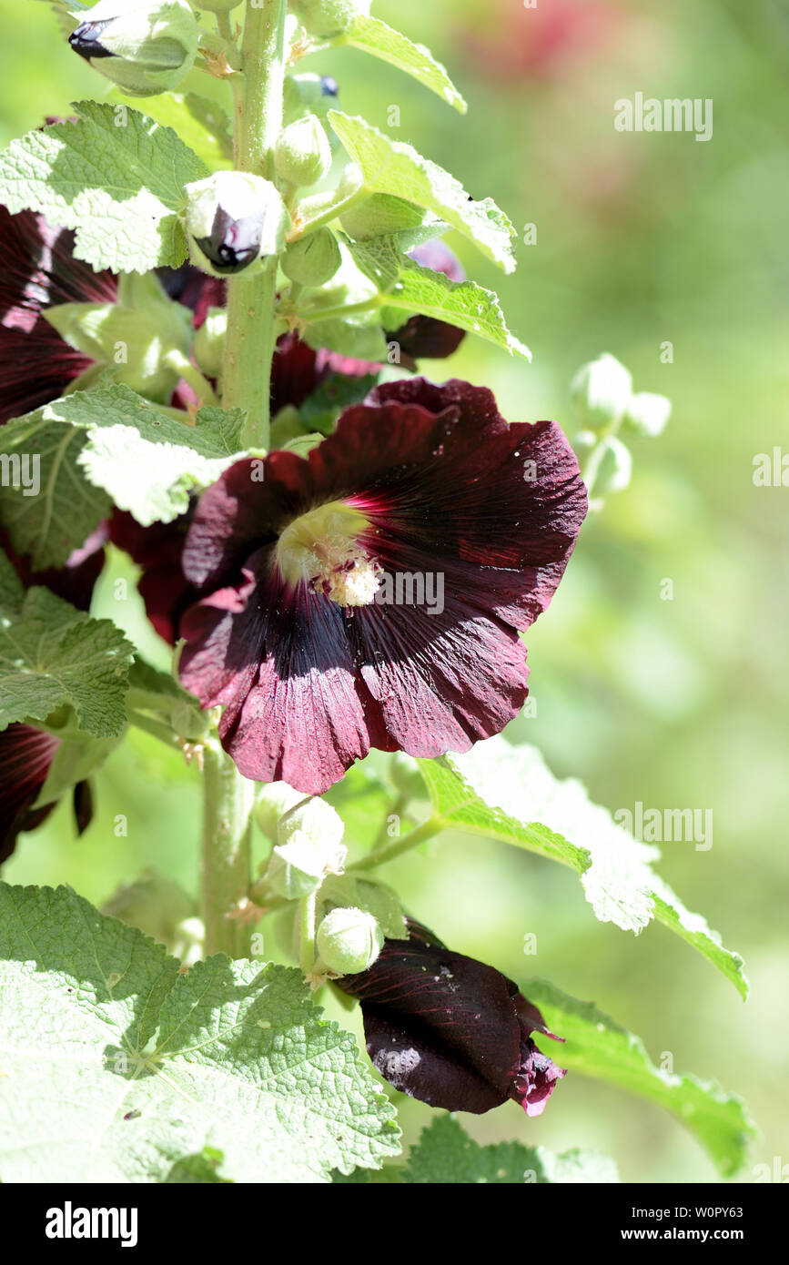 Dark flowers of the hollyhock (Alcea rosea) in the summer garden close-up Stock Photo