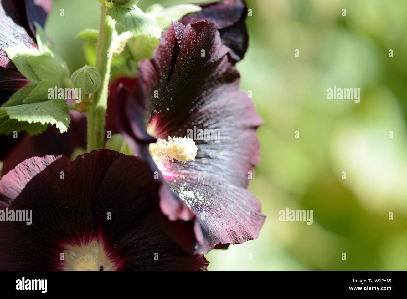 Dark flowers of the hollyhock (Alcea rosea) in the summer garden close-up Stock Photo