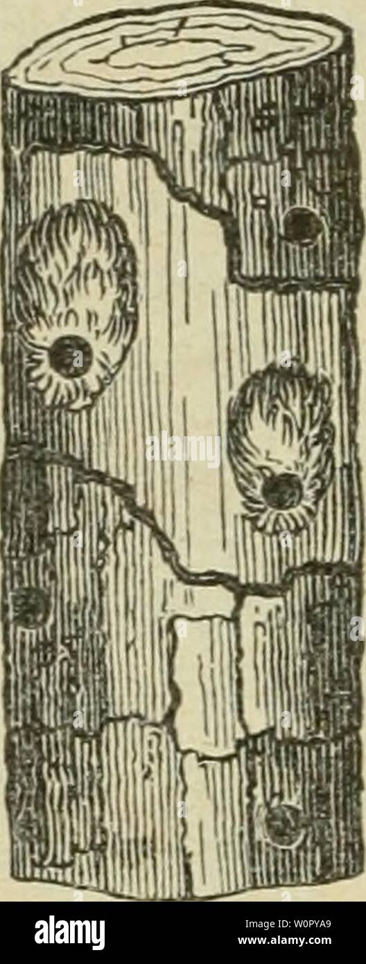 Archive image from page 171 of Der Wald, seine Verjüngung, Pflege. Der Wald, seine Verjüngung, Pflege und Benutzung, bearb. für das Schweizervolk. Hrsg. von Schweizerischen Forstverein derwaldseineverj00landuoft Year: 1895  — 158 auftritt, ift er im ftanb, gro§c Pflanzungen beinale gang §um 2lb fter&en gu bringen. @r benagt bie Diinbe ber flanjen üom SBurel fnoten bi§ gu ben 3i9' 'nb ftört baburd bie itation ber «Softe. :Der fleine braune 9?üffelfäfer ift fteincr unb {)e(Ier gefärbt als ber öorige, er erfceint ebenfaK§ im a'x, bolrt 3—8 jä'E)' rige g'öfjrenftämmen an unb tegt bie @ier in biefe Stock Photo