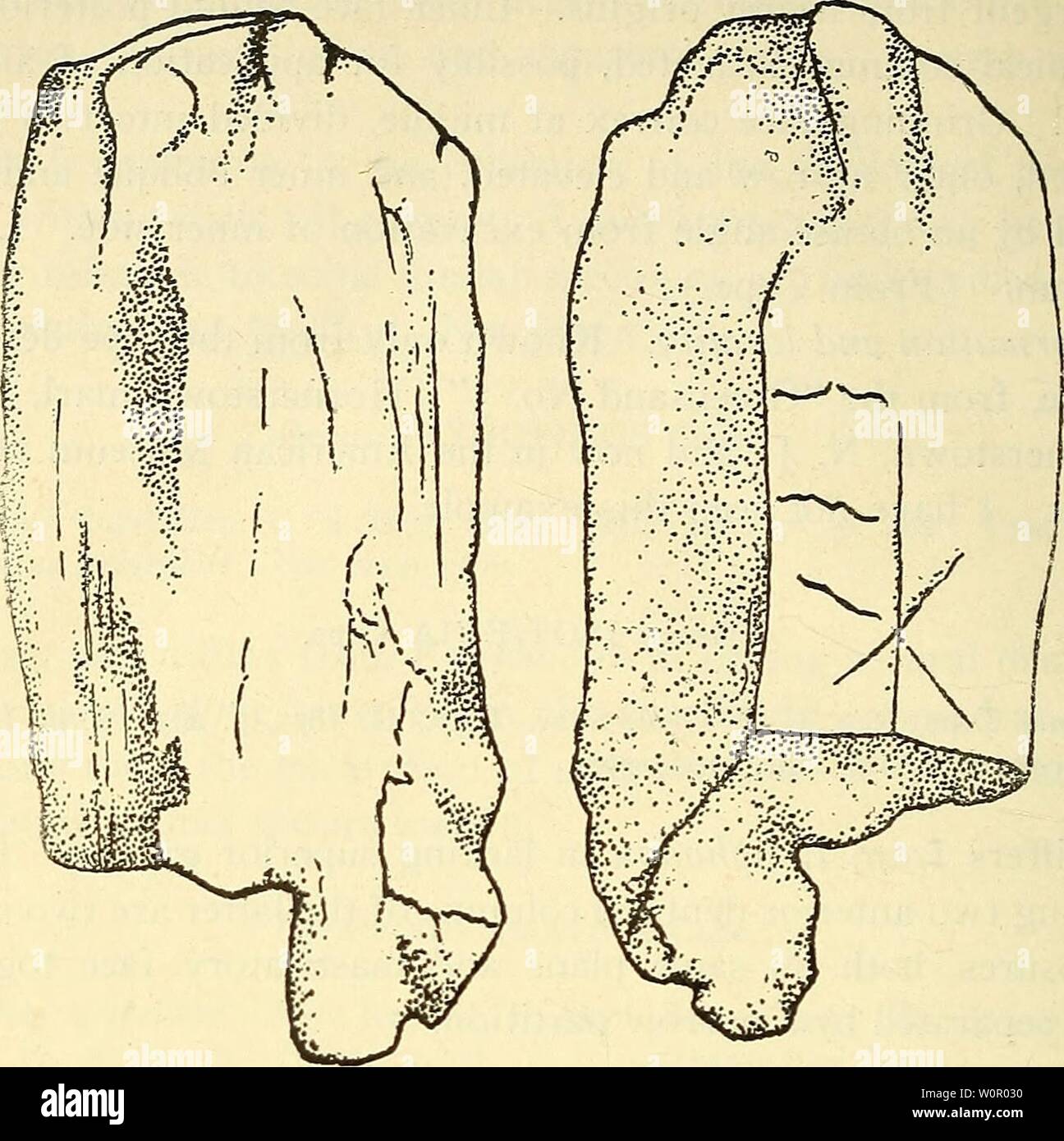 Archive image from page 181 of A description of the fossil. A description of the fossil fish remains of the Cretaceous, Eocene and Miocene formations of New Jersey descriptionoffos00fowl Year: 1911  136 CRETACEOUS AND TERTIARY FISH.    Fig. 84.—Isotcenia neocasariensis Cope. (Type, from Hussakof.) Hornerstown in Monmouth County (J. G. Miers), and now in the American Museum at New York. I have not seen this speci- men. Genus LEPTOMYLUS Cope. Leptomylus Cope, Proc. Boston Soc. N. H., XII, 1869, p. 313. Type Lepto- mylus densus Cope, monotypic. This genus is related to Psaliodus Egerton,1 differi Stock Photo