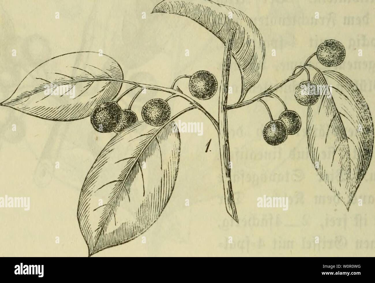 Te Iv High Resolution Stock Photography And Images Alamy