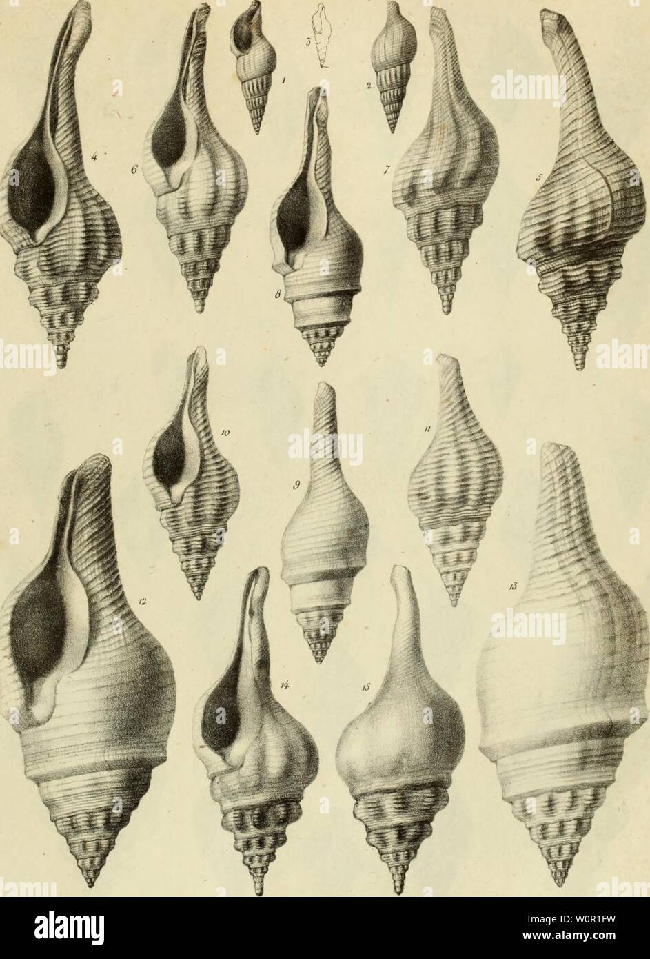 Archive image from page 200 of Description des coquilles fossiles des. Description des coquilles fossiles des environs de Paris descriptiondesco002desh Year: 1824  :j â j    P.Oudart ,/,/ /SA rtr/////fj /rVJi/ÃJ &lt;Zt&lt;j 'J ÃWVWWlJ as ( v/, 04&f. -Li//l i/f J,rms;Mr Stock Photo