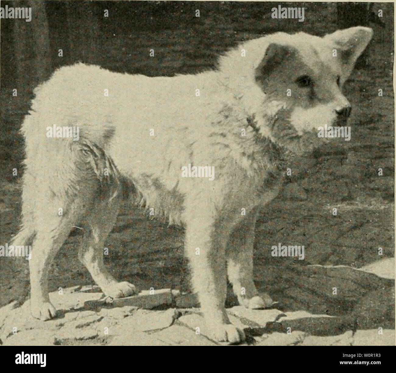 Archive image from page 205 of Der deutsche Schäferhund in Wort Stock Photo