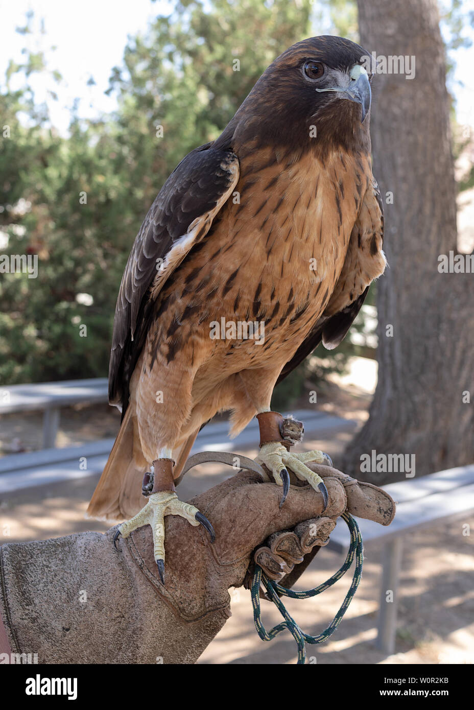 Image showing an injured red-tailed hawk at the Vasquez Rocks Natural Area and Nature Center. Stock Photo