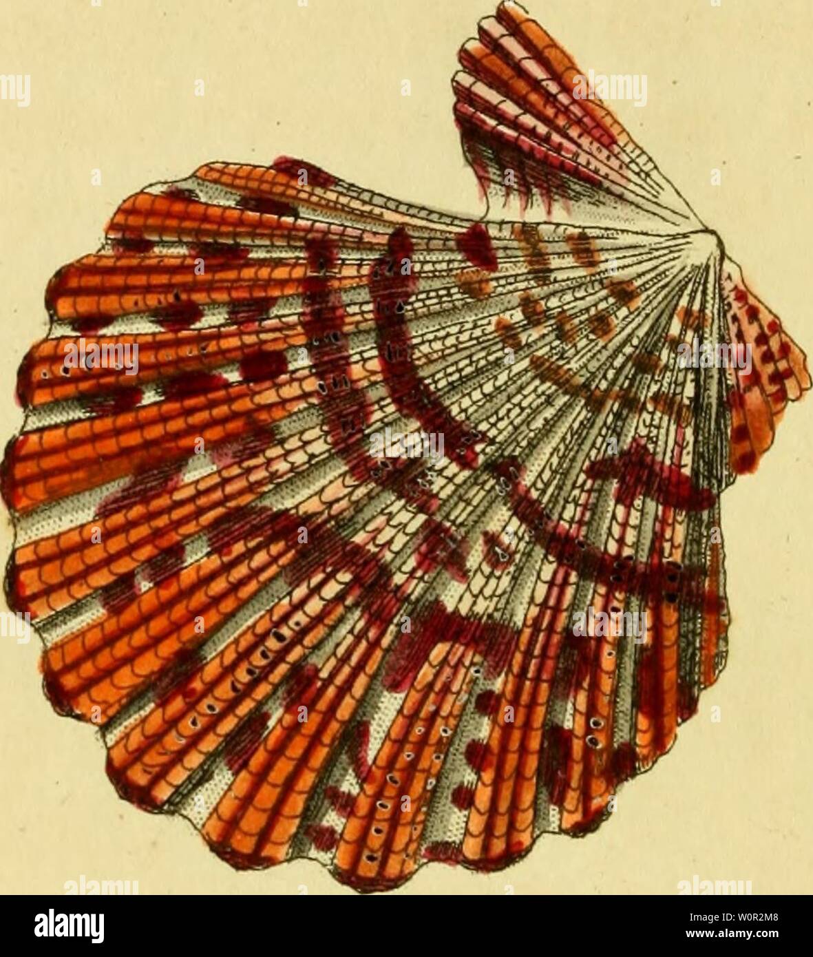 Archive image from page 213 of [Descriptions and illustrations of mollusks. [Descriptions and illustrations of mollusks : excerpted from The naturalist's miscellany descriptionsillu12shaw Year: 1800  451 Stock Photo