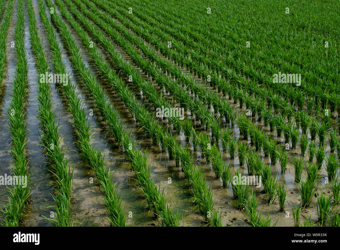 Beautiful patterned green, rice paddy fields in South Korea. Stock Photo