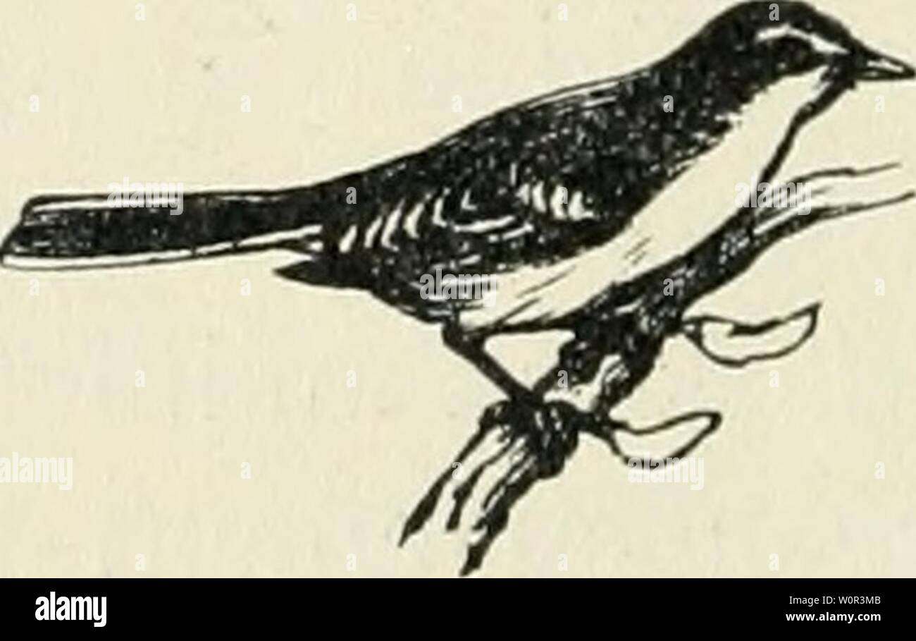 Archive image from page 227 of Der Ornithologische Beobachter (1902). Der Ornithologische Beobachter derornithologisc09alas Year: 1902  — 208 — Edosion. J'eus la chance de visiter le nid, le jour meme de cet evenement, le 6 juin au matin. Deux des poussins s'enfuirent avec la mere avant mon arrivee; le troisieme, qui venait de sortir de l'oeuf se jeta cependaiit bravement ä l'eau Süus mes yeux, s'efforcant de rejoiiidre les fugitifs. Je n'eus pas de peine ä m'emparer de ce petit etre, dont le corps noir et la tete i'ouge-feu fönt un tres curieux effet. Je remarquai aussi les pattes vigoureuses Stock Photo