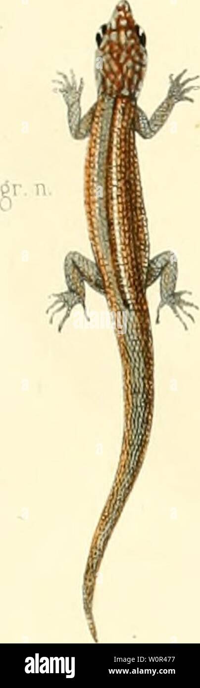Archive image from page 236 of Description des reptiles nouveaux ou. Description des reptiles nouveaux ou imparfaitement connus de la collection du Muséum d'histoire naturelle et remarques sur la classification et les caractères des reptiles descriptiondesre00dum Year: 1852 Stock Photo