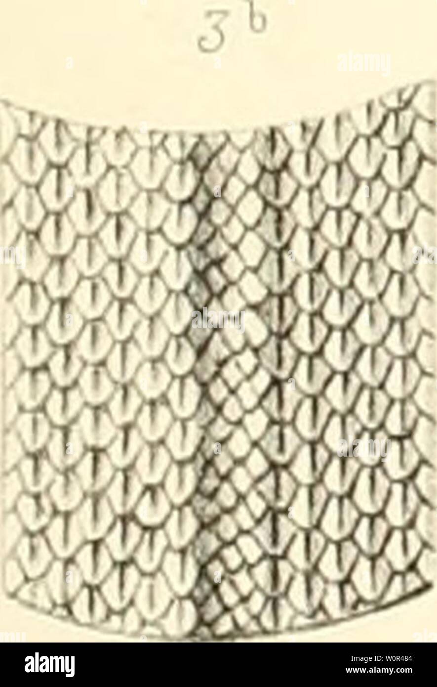 Archive image from page 236 of Description des reptiles nouveaux ou. Description des reptiles nouveaux ou imparfaitement connus de la collection du Muséum d'histoire naturelle et remarques sur la classification et les caractères des reptiles descriptiondesre00dum Year: 1852 Stock Photo