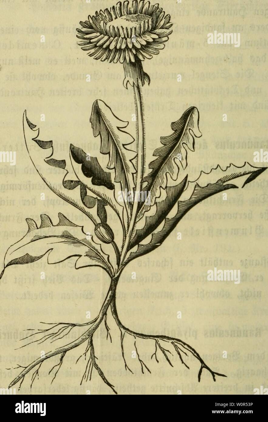 Archive image from page 249 of Der Führer in die Pflanzenwelt. Der Führer in die Pflanzenwelt. Hülfsbuch zur Auffindung und Bestimmung der wichtigsten in Deutschland wild wachsenden Pflanzen derfhrerindiep00post Year: 1866.  240 2«at. — VII. äe. 163—181. 170. Taraxacum offlCiuäle Wiggers. (Leöntodon Taraxacum L.) @cbräU(li(t)cr SöltJCnpn, Maiblume, ettenbtumc. !Diefeö oft große @vaptäe bebecfenbc @ett)äcl)g ift iebem ftnbc Bc= fannt, teit iDcgen feiner frf)önen, öroßen, gelben 33tumen, teil tüegen feiner rörigen, olten 331umenftiele, auS benen bie Ä'inber Letten ntadien, t'eit tregen feiner ei Stock Photo