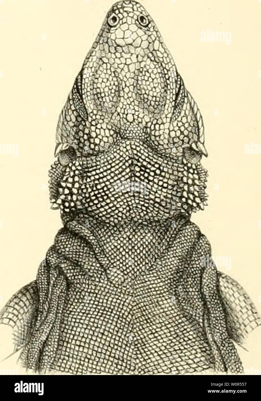 Archive image from page 248 of Description des reptiles nouveaux ou. Description des reptiles nouveaux ou imparfaitement connus de la collection du Muséum d'histoire naturelle et remarques sur la classification et les caractères des reptiles descriptiondesre00dum Year: 1852 Stock Photo