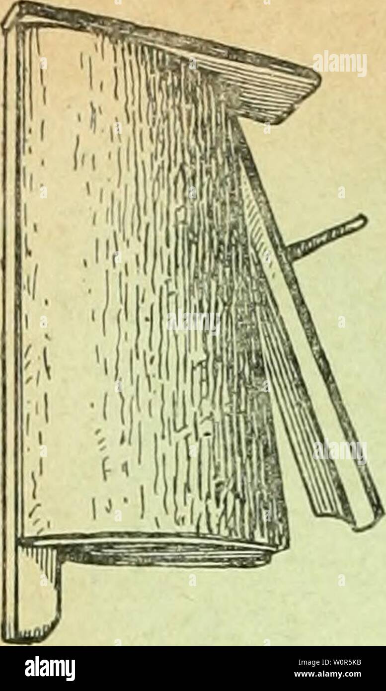 Archive image from page 257 of Der Ornithologische Beobachter (1902). Der Ornithologische Beobachter derornithologisc13alas Year: 1902 Stock Photo
