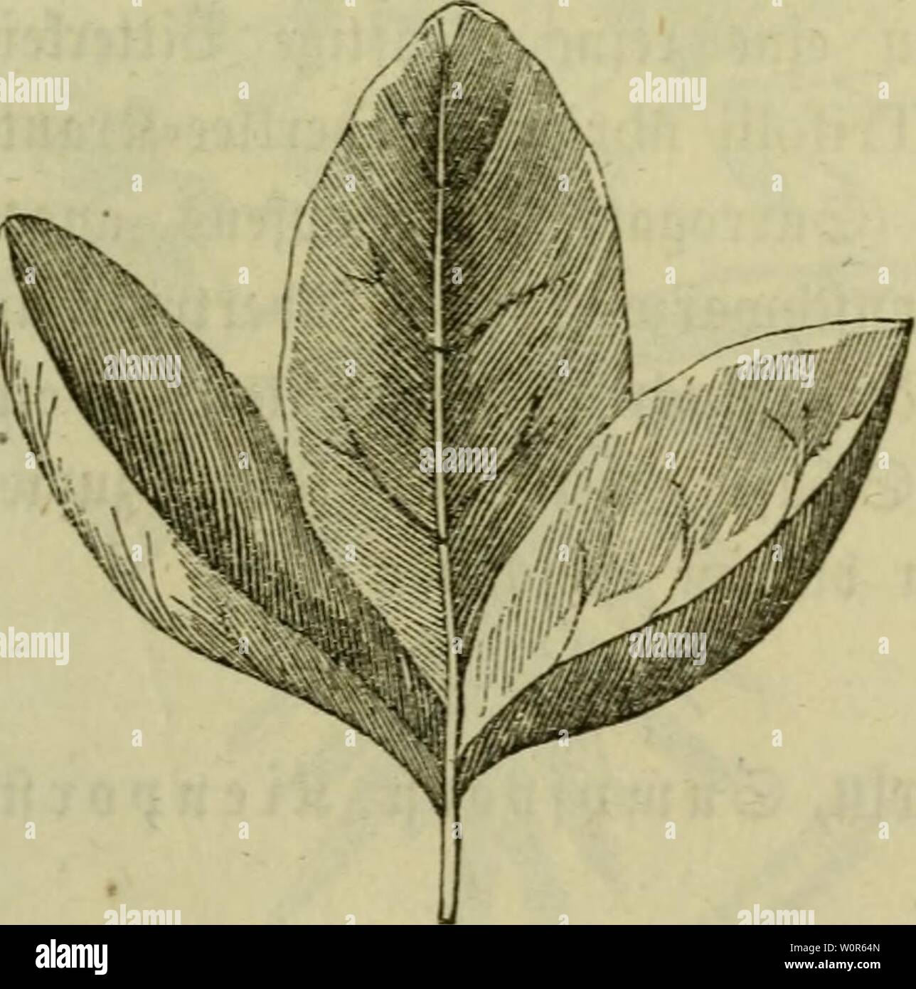 G Wix High Resolution Stock Photography And Images Alamy