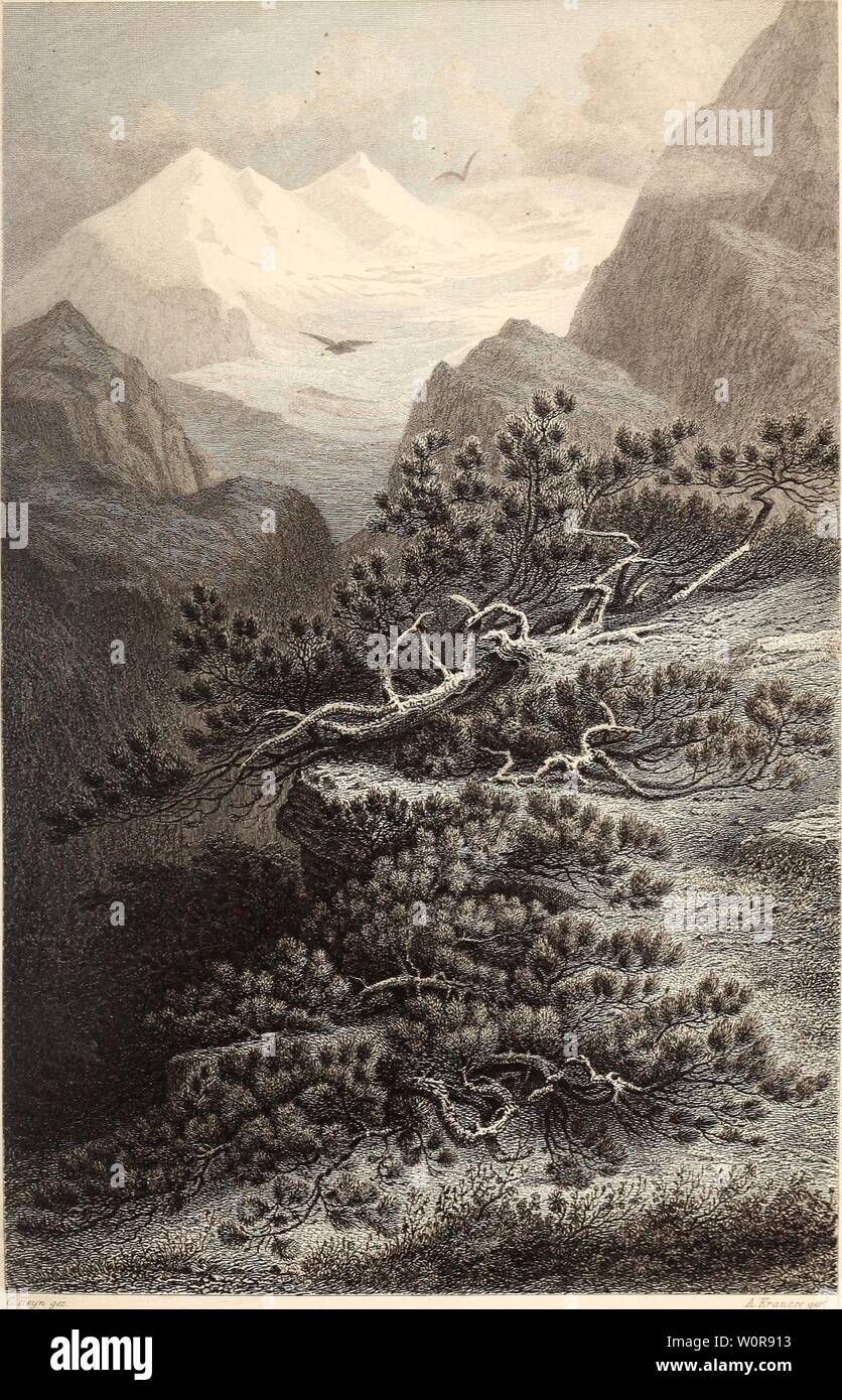 Archive image from page 324 of Der wald (1863) Stock Photo