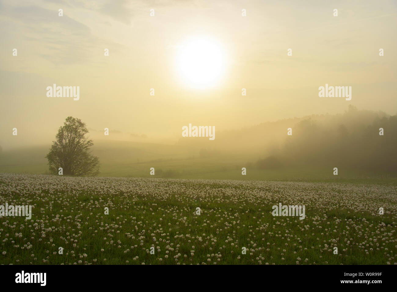 Foggy mood in the city hi-res stock photography and images - Alamy
