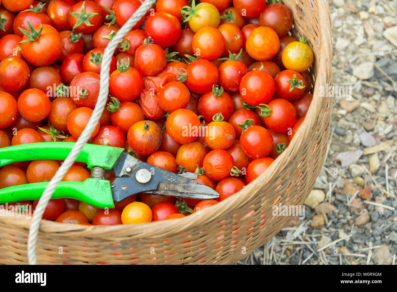 Fresh tomatoes from farm in a basket Stock Photo - Alamy