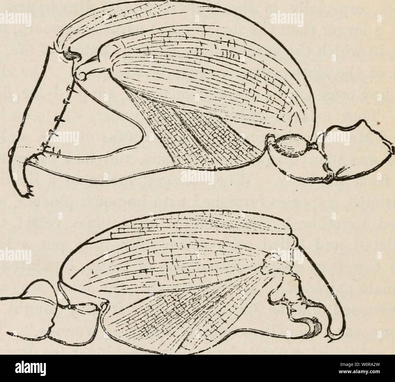 Archive image from page 337 of The descent of man, and Stock Photo