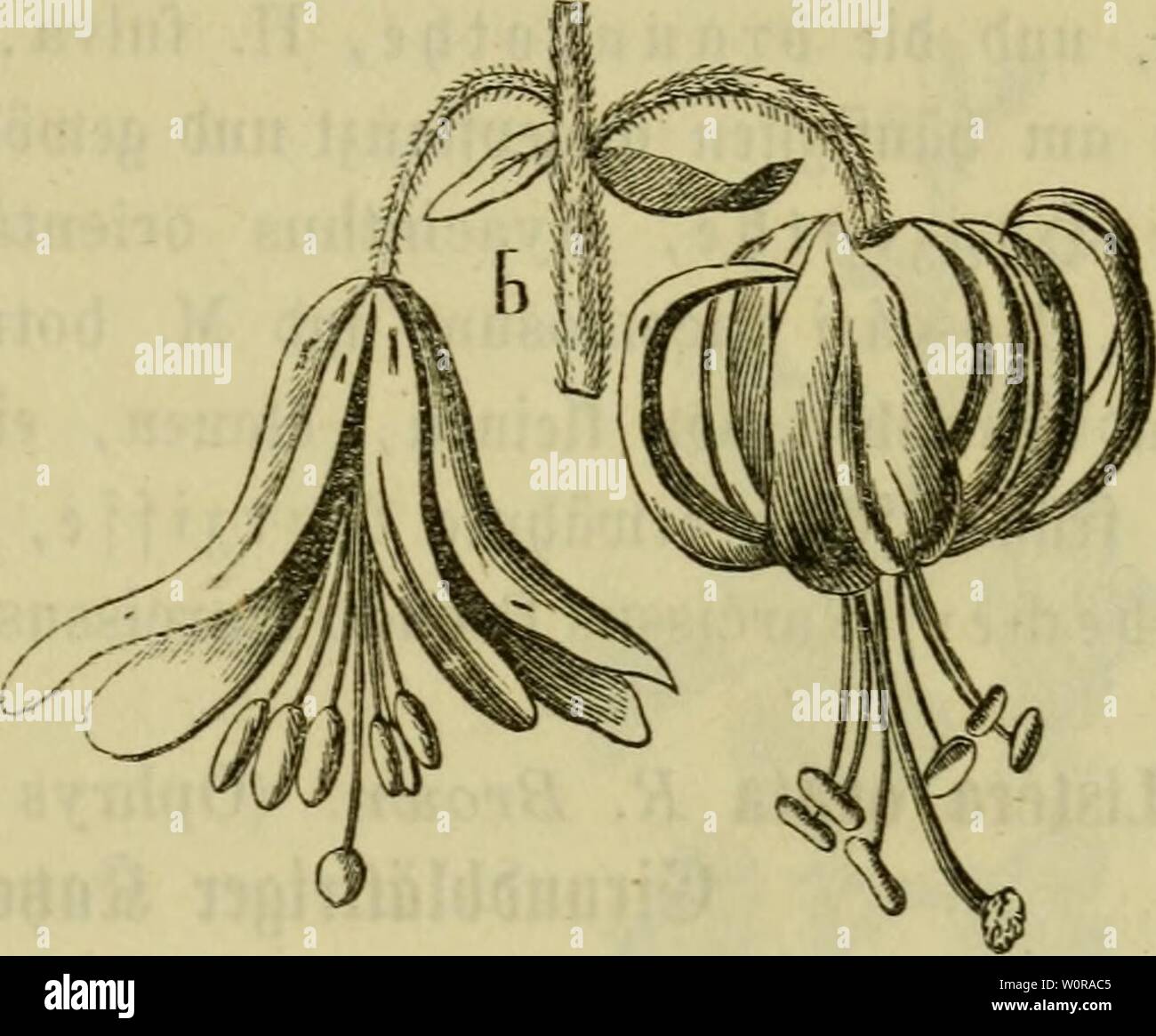 Archive image from page 342 of Der Führer in die Pflanzenwelt. Der Führer in die Pflanzenwelt. Hülfsbuch zur Auffindung und Bestimmung der wichtigsten in Deutschland wild wachsenden Pflanzen derfhrerindiep00post Year: 1866.  er SB(ütl§enftanb ift eine lodere Traube. 1)ie einzelnen 33(umenftie(e finb t)on Meinen S31ättcen geftütt, unb abmärt« gebogen, fo bag bie 5B(iimcn niden. ®ie 33(umen (fie§e iignr b) aben nur eine einfädle, fed)öblät= terige 331ütenpt(e. -3re gläncnben 3ipte( finb fcmaWanjetttic unb beim gänjücEien ufbtüen urüdgeroKt. ie finb rofa=pur|)urrot5 unb mit tieten bunfc(braunrot§ Stock Photo