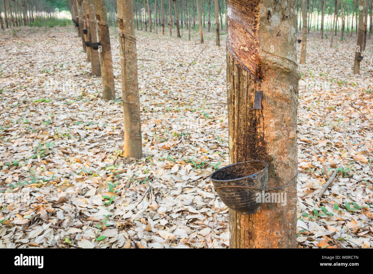 Rubber tree tapped in hi-res stock photography and images - Alamy