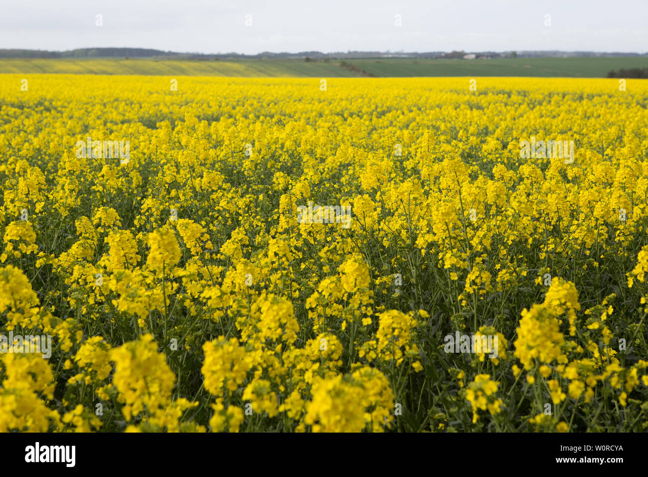 Rapeseed field outside of St. Andrews, Fife, Scotland. Stock Photo