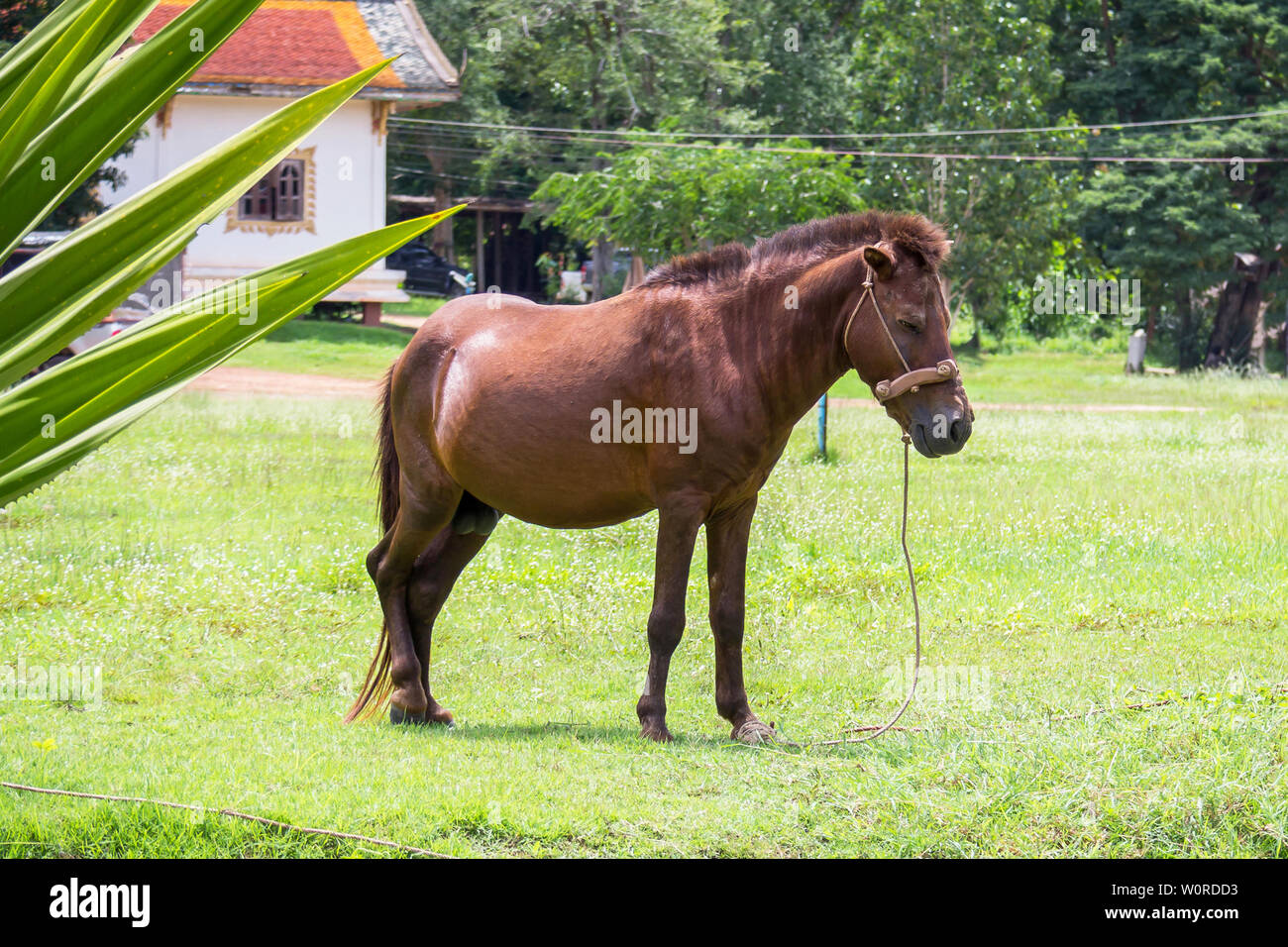 Horse Stock Photo