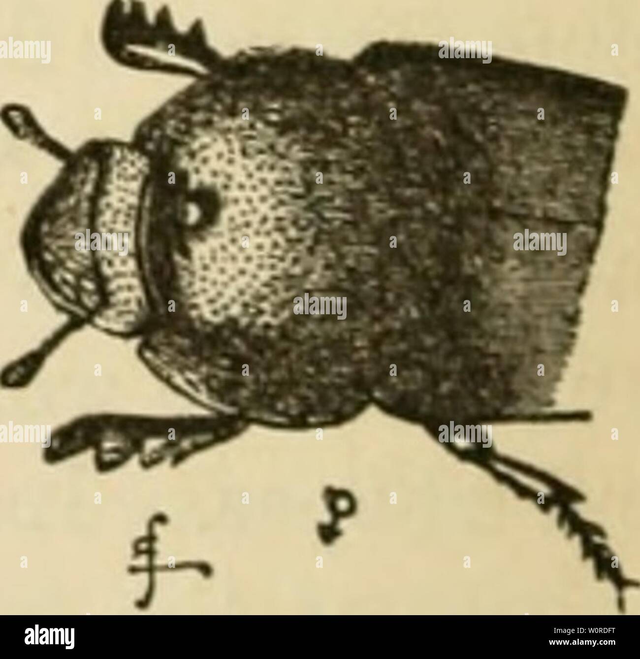 Archive image from page 375 of The descent of man, and. The descent of man, and selection in relation to sex descentofmansel01darw Year: 1871  Fig. 19.—OnthophaiTus rangifer, enlarged. Stock Photo