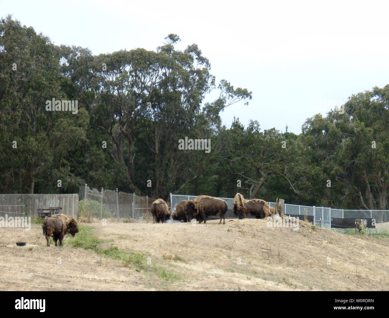 San Francisco Six famous buffalo graze in a grassy field in Golden Gate