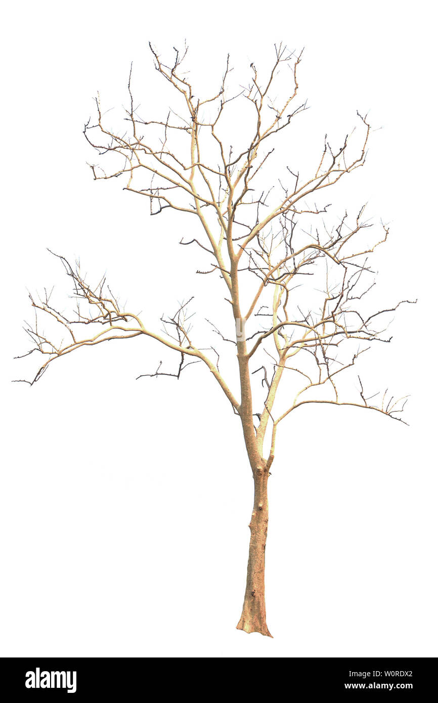 Tree isolated on white background Stock Photo
