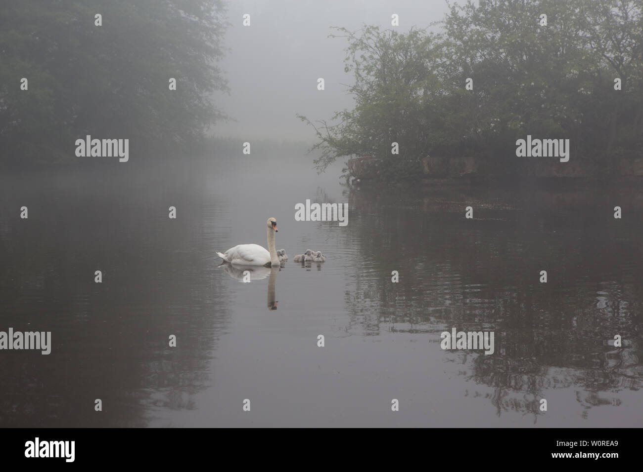Swan and Cygnets swim through the morning mist at Craigtoun Country Park, St. Andrews, Fife, Scotland. Stock Photo