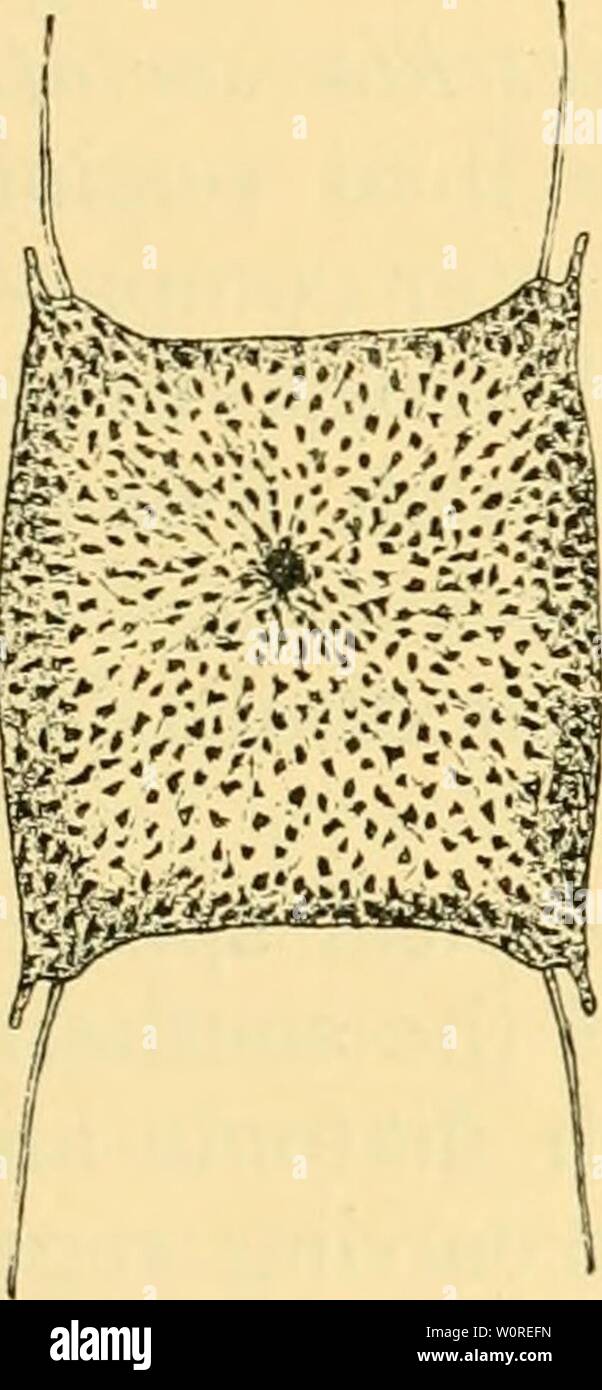 Archive image from page 388 of The depths of the ocean Stock Photo
