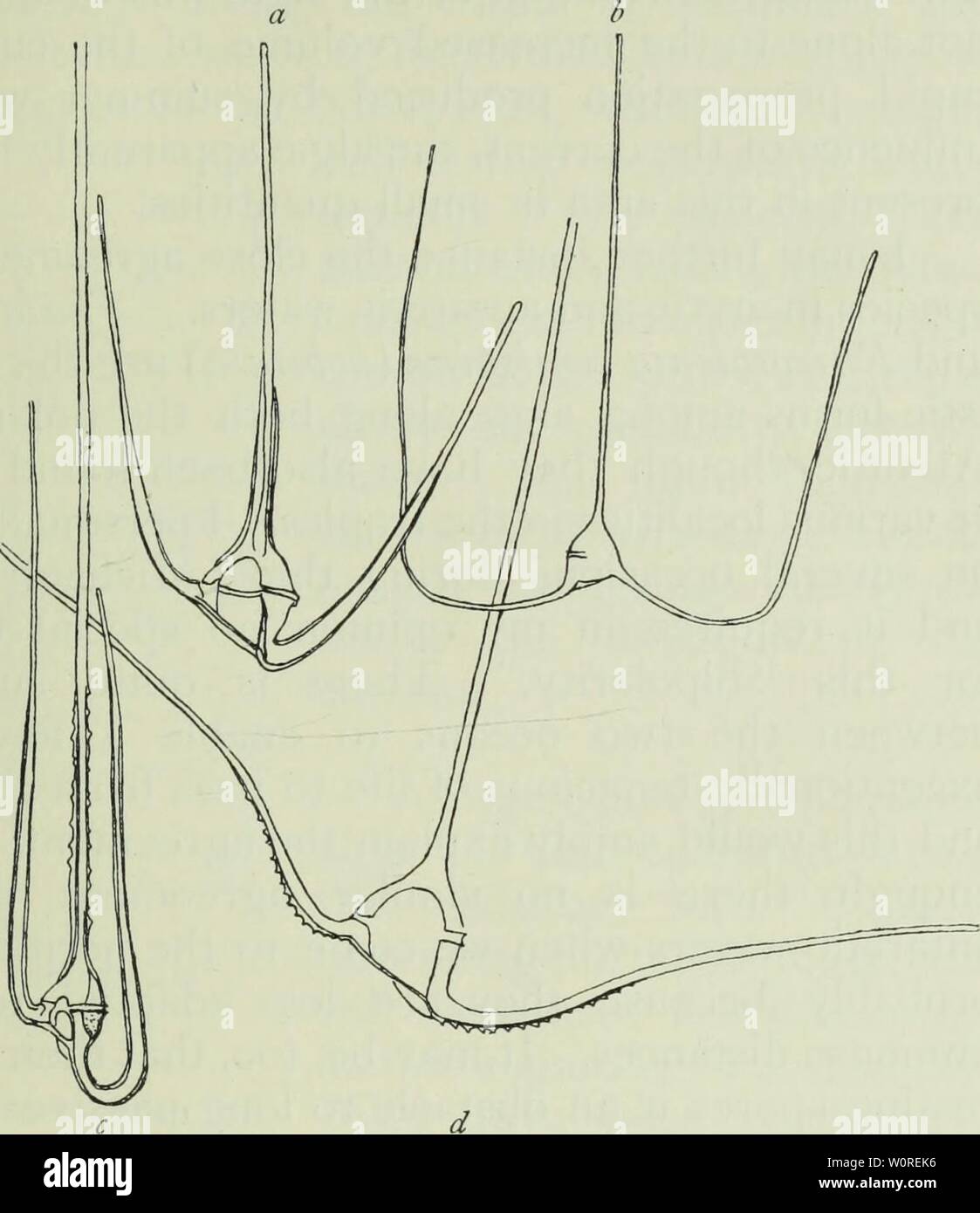 Archive image from page 388 of The depths of the ocean; Stock Photo