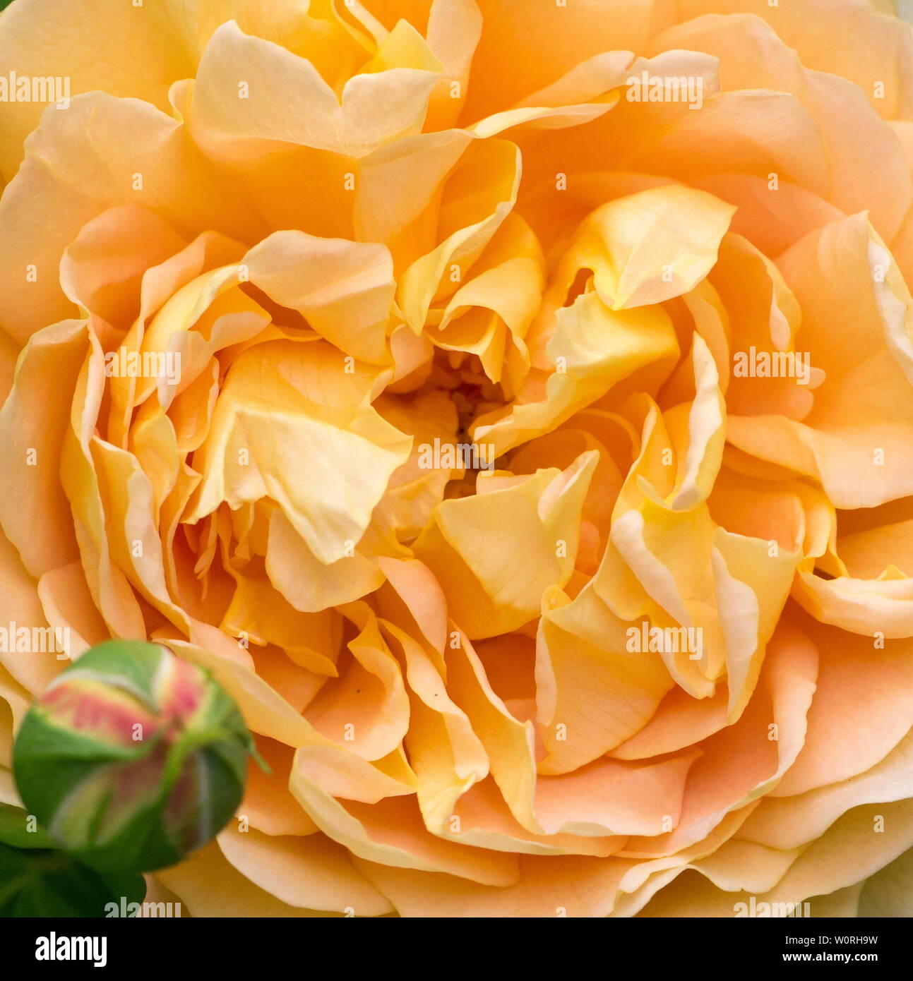 Blooming yellow rose in the garden on a sunny day. David Austin Rose Golden Celebration Stock Photo
