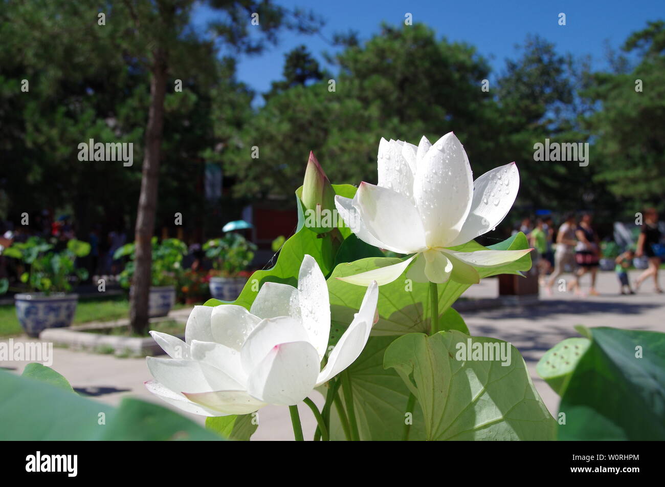Lotus, Xia Ho, Lotus, Photography Stock Photo Alamy