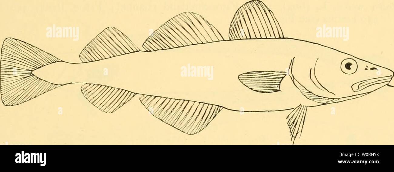 Atlantic cod drawing hi-res stock photography and images - Alamy
