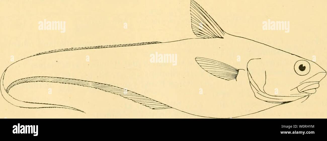 Archive image from page 433 of The depths of the ocean. The depths of the ocean : a general account of the modern science of oceanography based largely on the scientific researches of the Norwegian steamer Michael Sars in the North Atlantic depthsofoceangen00murr Year: 1912  Fig. 271. Macrurus (Cetonurus) globkeps, Vaill. (After Vaillaiit.) Macrurus {Chalinura) bj-evibarbis, G. and B., 1910, Station 10. Macrurus {Chalinurci) murrayi, Giinth., 1910, Stations 25, 95. Macrurics {Chalinura) swtulus, G. and B., 1910, Station 53. Macrurus {Ma/acocephalus) lewis, Lowe, 1910, Station 21. Macrurus {Ne? Stock Photo