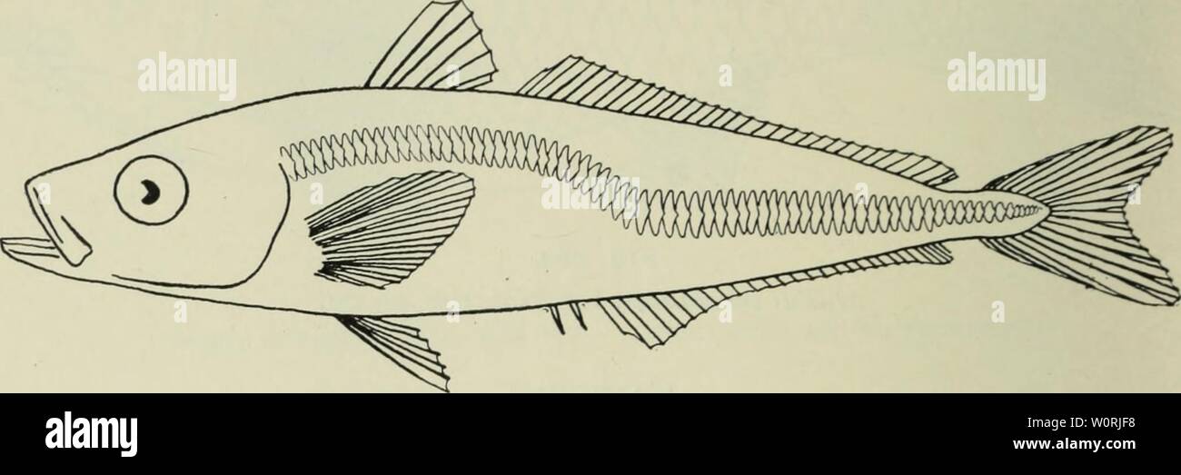 Archive image from page 443 of The depths of the ocean;. The depths of the ocean; a general account of the modern science of oceanography based largely on the scientific researches of the Norwegian steamer Michael Sars in the North Atlantic depthsofoceange00murr Year: 1912  406 DEPTHS OF THE OCEAN CHAP. Division—SCOMBRIFORMES Carangide Caranx trachums, L. (horse-mackerel), 1910, Stations 1, 3, 14, 20, 36, 39 (see Fig. 292). Temnodon sattafor, Cuv. and Val., 1910, Station 36.    Fig. 292. [Caranx trachurus, L. Nat. size, n cm. Stock Photo