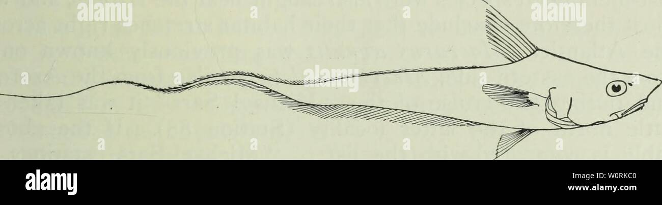 Abyssal fishes hi-res stock photography and images - Alamy Abyssal fishes hi-res stock photography and images - Alamy