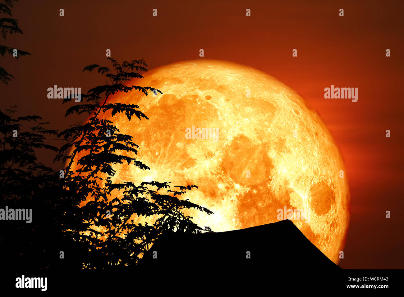 Full blood Corn Planting Moon back silhouette dry branch tree, Elements