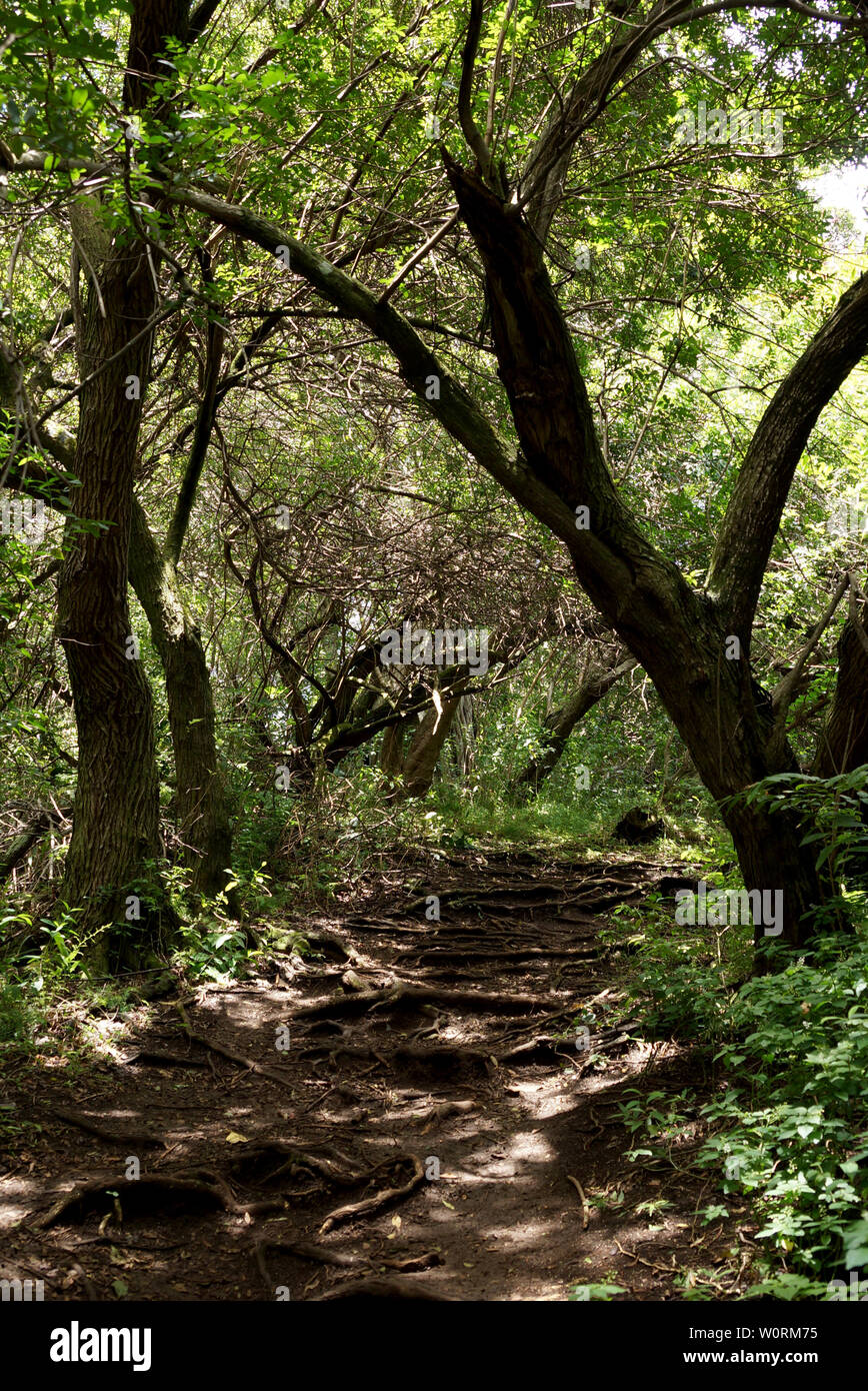 Roots in Stair like steps on upward Path up the 'Ualaka'a Trail in the forest with tall trees, grass, and bushes on Tantalus Mountain on Oahu, Hawaii. Stock Photo