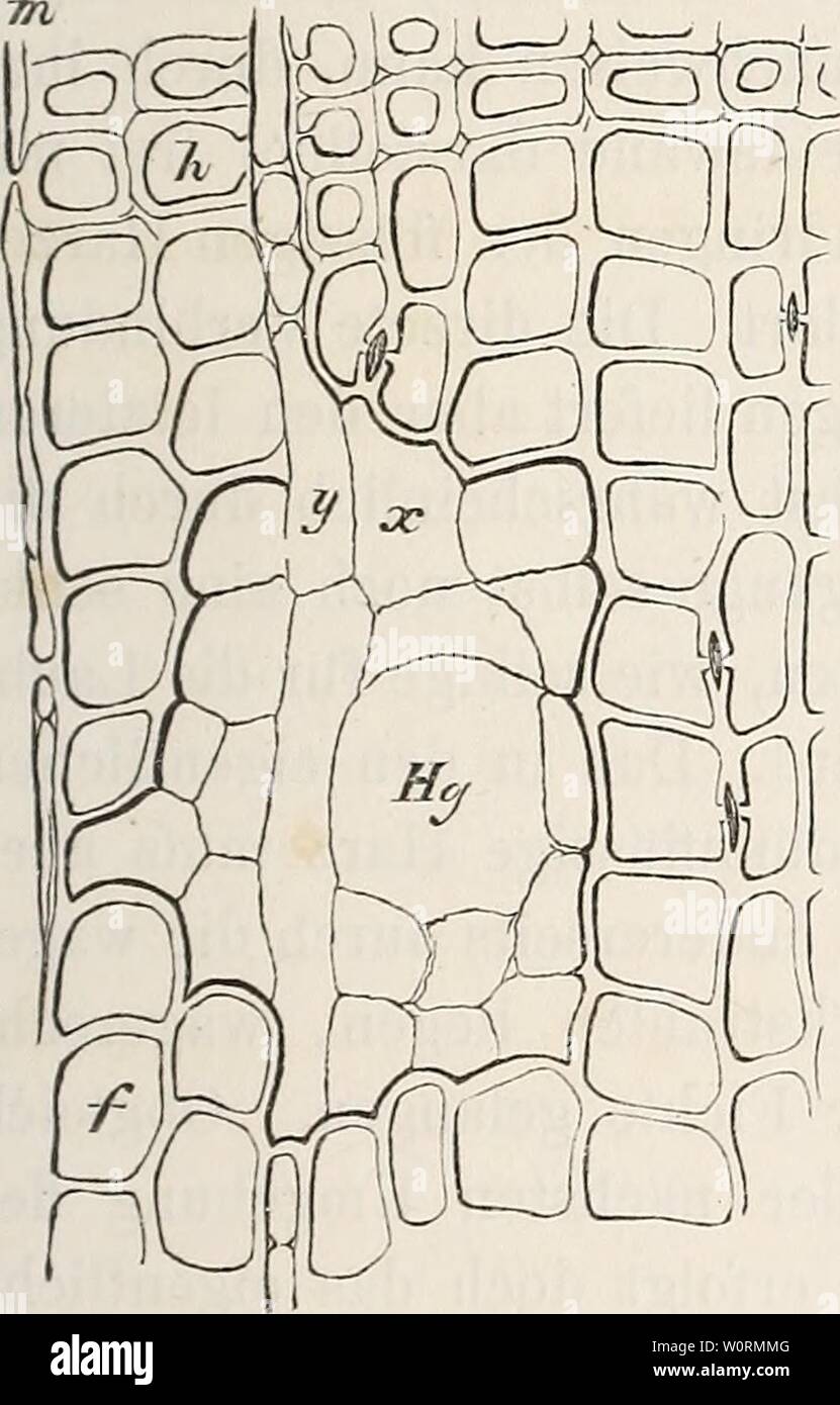 Archive image from page 482 of Der baum (1860). Der baum derbaum00scha Year: 1860 HiMiin«:; des Ifar/cs im IJaiiine. 233 ist, dazu bei den beiden letzteren an der Luft ziemlich sclmcll erhärtet. Wird doch von der cauarisclien Kiefer auf älinliclic Weise als von der Fichte Harz gewonnen. In allen Fällen aber scheint sich das Harz vor- zugsweise in die unteren Thcile des Stammes und in die Wurzeln, in welchen es schon ursprünglich reiclilicher vorhanden ist, zu sammeln, während doch selbst die höchst gelegenen Zweige Harzgänge besitzen und deshalb gleich den tiefer gelegenen Tlieilen des Stamme Stock Photo