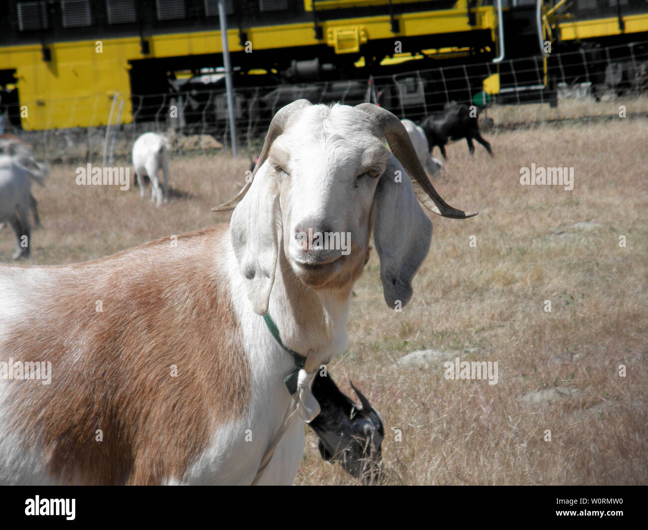 white and brown Goats hang out in an overgrown field in an urab area as their used to eat all the over grown weeds.  Closest goat looks into the camer Stock Photo